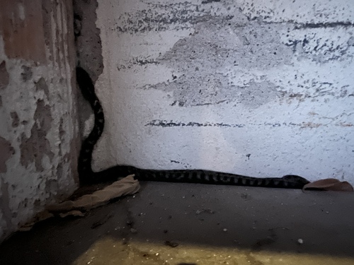 Four-lined Snake