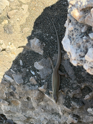 Italian Wall Lizard