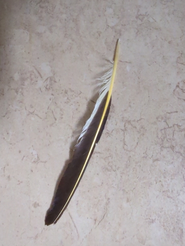 Northern Flicker