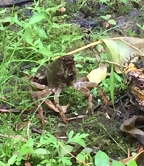 Lacunicambarus polychromatus