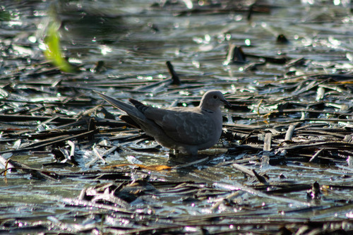 Eurasian Collared-Dove
