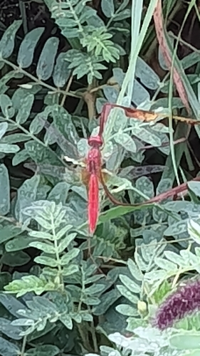 Scarlet Skimmer