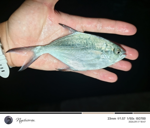Trachinotus baillonii observed 2026-09-17
