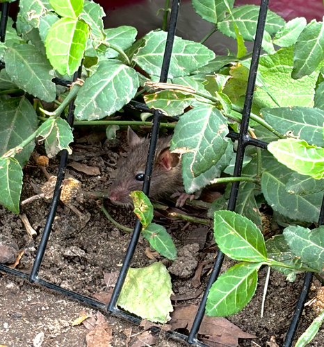 Rat photographed near here on 2026-09-17