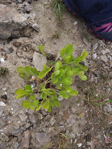 Arachis hypogaea observed 2026-09-17