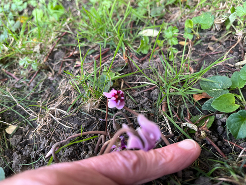 Ivy-leaved cyclamen