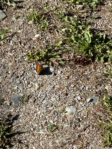 California Tortoiseshell