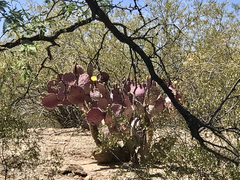 Opuntia santa-rita