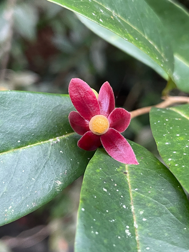 Uvaria zeylanica
