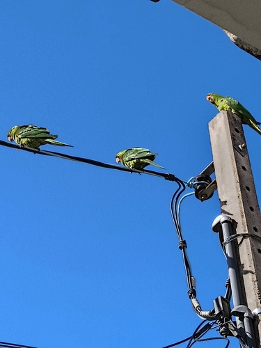 White-eyed Parakeet