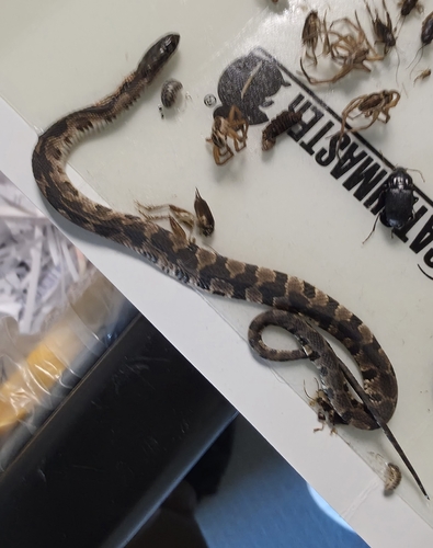Common Watersnake