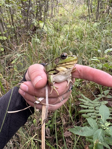 Green Frog
