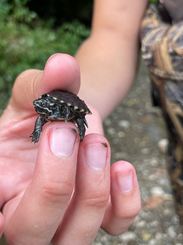 Eastern Musk Turtle