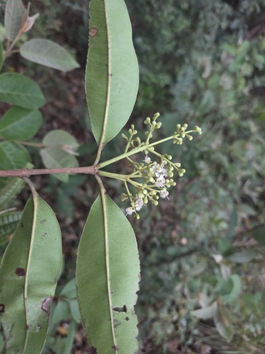 Myrcia clausseniana