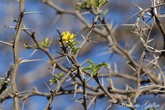 Prosopis ferox