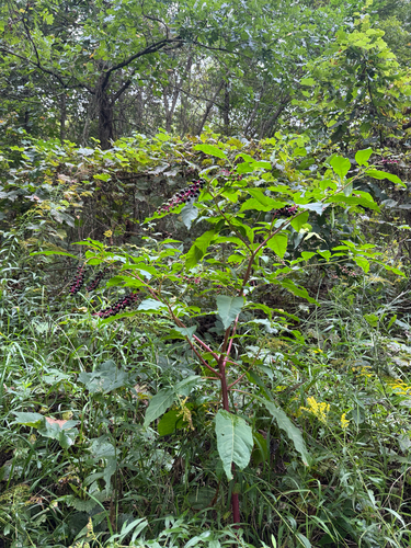 American pokeweed