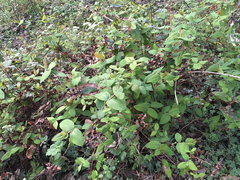 Lonicera involucrata