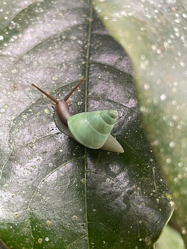 Sri Lanka Green Snail