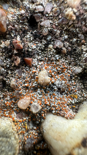 Squamulea galactophylla