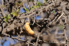 Prosopis ferox