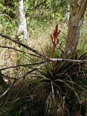 Paratachardina pseudolobata