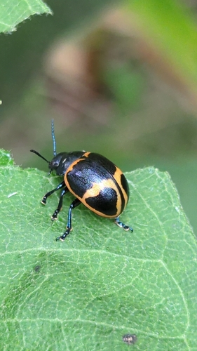 Swamp Milkweed Leaf Beetle