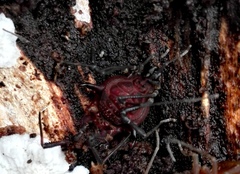 Metabalta tuberculata