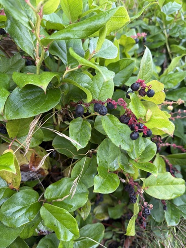 salal