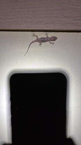 Mediterranean House Gecko