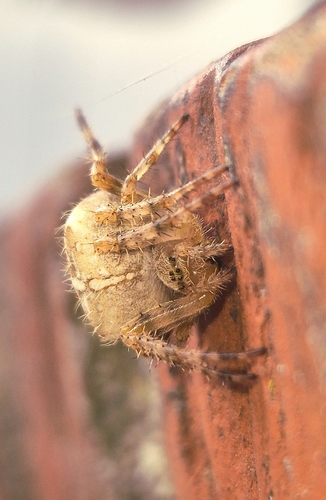 Cross Orbweaver