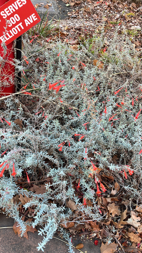 California fuchsia