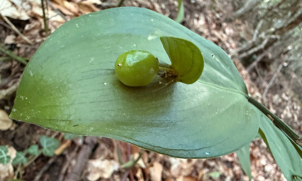 Ruscus hypoglossum; photograph author not stated, no rights reserved