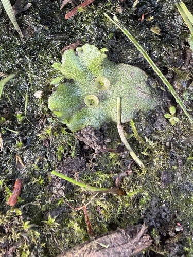 Common Liverwort