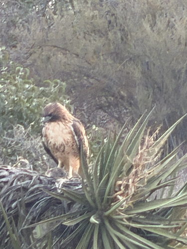 Red-tailed Hawk