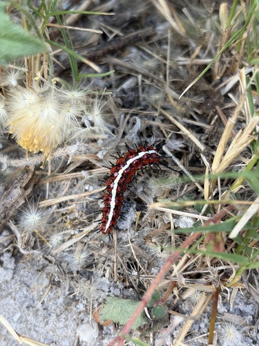 Mexican Fritillary