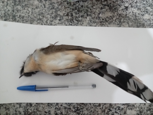 Dark-billed Cuckoo