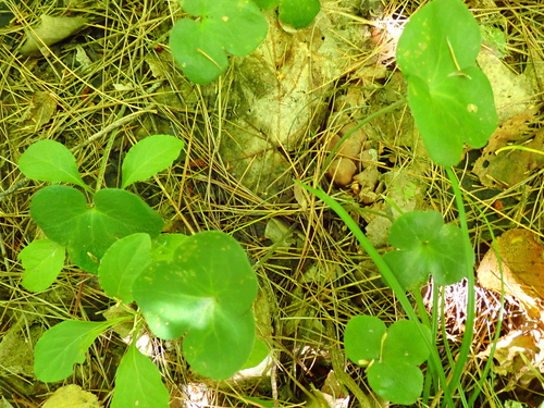 Hepatica americana, photograph 6
