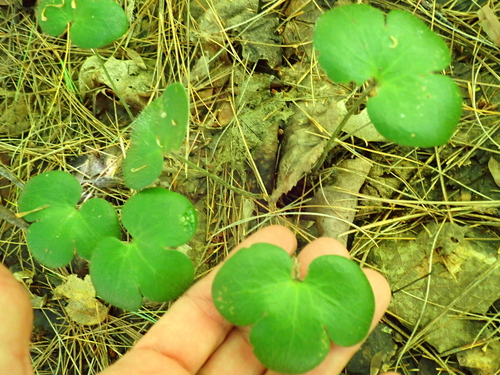 Hepatica americana, photograph 5