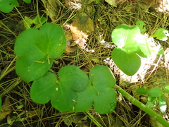 author not stated, no rights reserved Hepatica americana, photograph author not stated, no rights reserved
