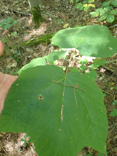 striped maple