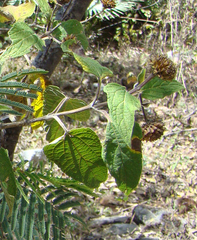 Dendroviguiera sphaerocephala