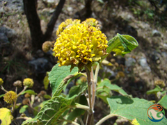 Dendroviguiera sphaerocephala