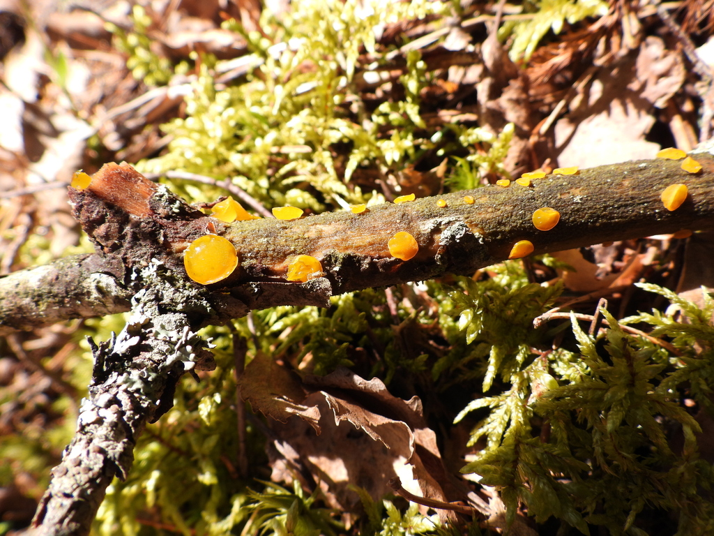 Dacrymyces microsporus