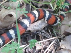 Lampropeltis zonata