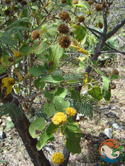 Dendroviguiera sphaerocephala