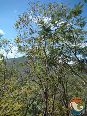 Dendroviguiera sphaerocephala