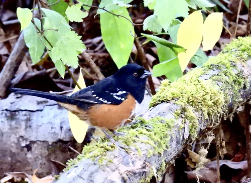 Spotted Towhee
