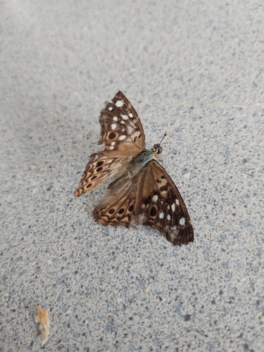 Hackberry Emperor