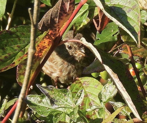 Song Sparrow