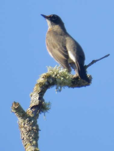 American Robin